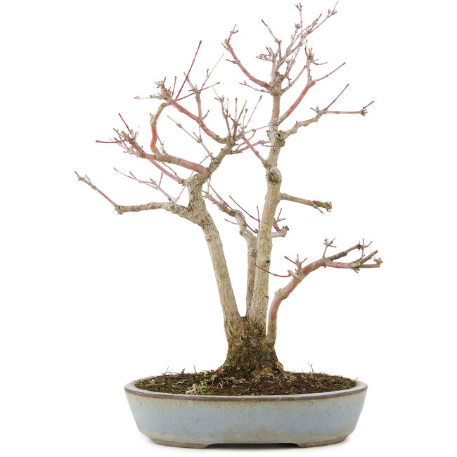 Acer palmatum, 36,5 cm, ± 20 jaar oud, in handgemaakte Japanse pot van Yamaaki met barst
