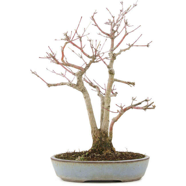 Acer palmatum, 36,5 cm, ± 20 years old, in a handmade Japanese pot by Yamaaki with a crack