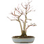 Acer palmatum, 36,5 cm, ± 20 years old, in a handmade Japanese pot by Yamaaki with a crack