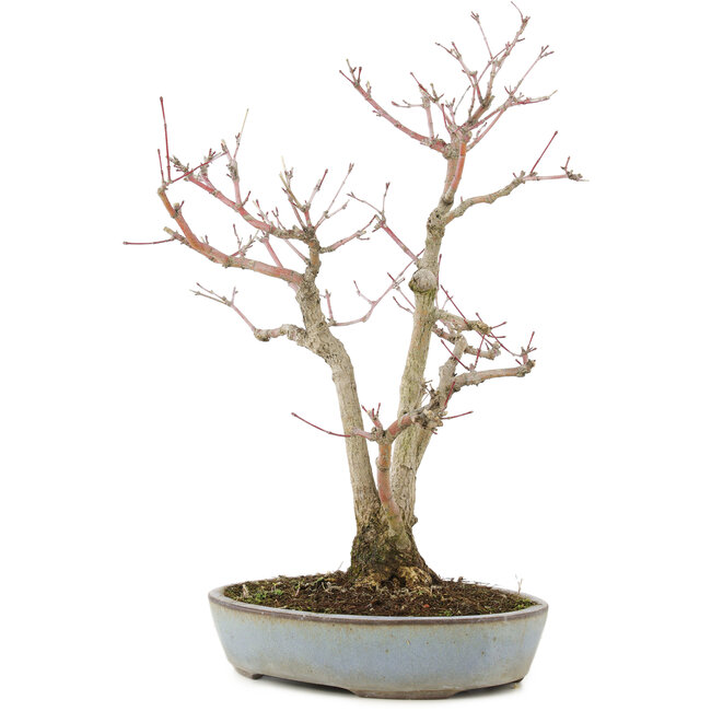 Acer palmatum, 36,5 cm, ± 20 Jahre alt, in einem handgefertigten japanischen Topf von Yamaaki mit einem Riss