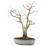 Acer palmatum, 36,5 cm, ± 20 years old, in a handmade Japanese pot by Yamaaki with a crack