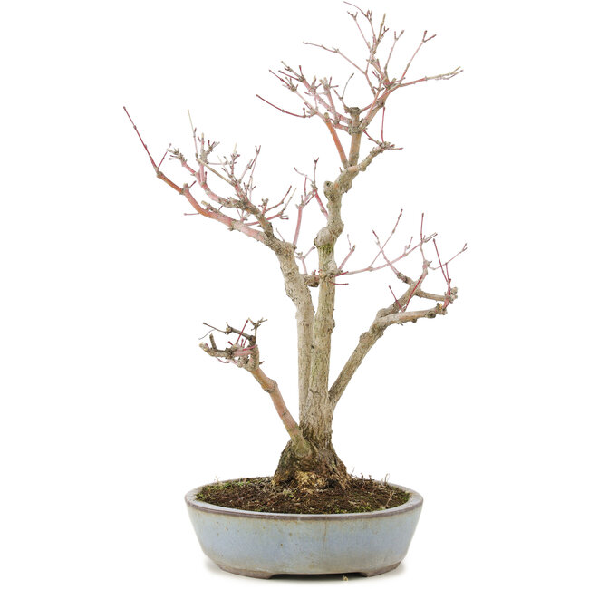 Acer palmatum, 36,5 cm, ± 20 years old, in a handmade Japanese pot by Yamaaki with a crack