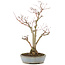 Acer palmatum, 36,5 cm, ± 20 years old, in a handmade Japanese pot by Yamaaki with a crack