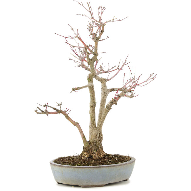 Acer palmatum, 36,5 cm, ± 20 years old, in a handmade Japanese pot by Yamaaki with a crack