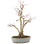 Acer palmatum, 36,5 cm, ± 20 years old, in a handmade Japanese pot by Yamaaki with a crack