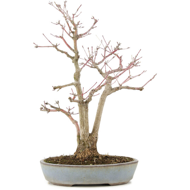 Acer palmatum, 36,5 cm, ± 20 jaar oud, in handgemaakte Japanse pot van Yamaaki met barst