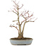 Acer palmatum, 36,5 cm, ± 20 years old, in a handmade Japanese pot by Yamaaki with a crack