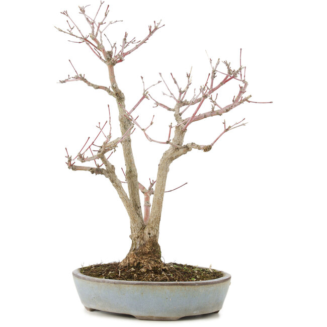 Acer palmatum, 36,5 cm, ± 20 ans, dans un pot japonais fait main par Yamaaki avec une fissure