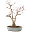 Acer palmatum, 36,5 cm, ± 20 years old, in a handmade Japanese pot by Yamaaki with a crack