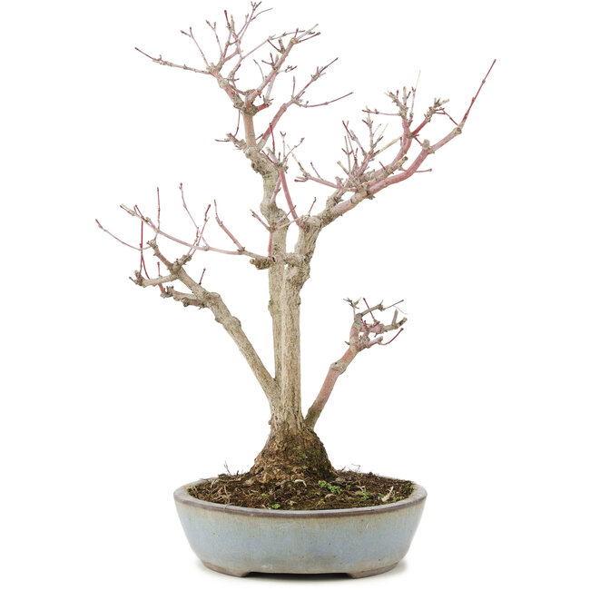 Acer palmatum, 36,5 cm, ± 20 años, en una maceta japonesa hecha a mano por Yamaaki con una grieta