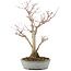 Acer palmatum, 36,5 cm, ± 20 years old, in a handmade Japanese pot by Yamaaki with a crack