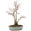 Acer palmatum, 36,5 cm, ± 20 years old, in a handmade Japanese pot by Yamaaki with a crack