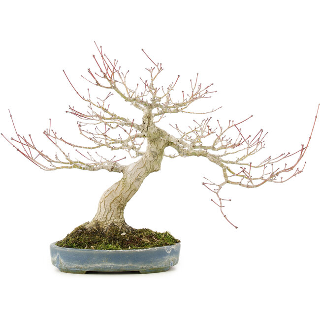Acer palmatum, 31 cm, ± 30 jaar oud, gestyled door de beroemde bonsaikunstenaar Shinji Suzuki, met een mooi groeipatroon en goede vertakking