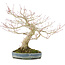 Acer palmatum, 31 cm, ± 30 years old, styled by the famous bonsai artist Shinji Suzuki, with a beautiful growth pattern and good ramification