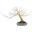 Acer palmatum, 31 cm, ± 30 anni, disegnato dal famoso artista di bonsai Shinji Suzuki, con un bel modello di crescita e una buona ramificazione