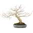Acer palmatum, 31 cm, ± 30 jaar oud, gestyled door de beroemde bonsaikunstenaar Shinji Suzuki, met een mooi groeipatroon en goede vertakking