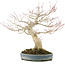 Acer palmatum, 31 cm, ± 30 ans, stylisé par le célèbre artiste bonsaï Shinji Suzuki, avec un beau schéma de croissance et une bonne ramification
