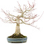 Acer palmatum, 31 cm, ± 30 anni, disegnato dal famoso artista di bonsai Shinji Suzuki, con un bel modello di crescita e una buona ramificazione