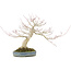 Acer palmatum, 31 cm, ± 30 años, diseñado por el famoso artista de bonsái Shinji Suzuki, con un hermoso patrón de crecimiento y buena ramificación