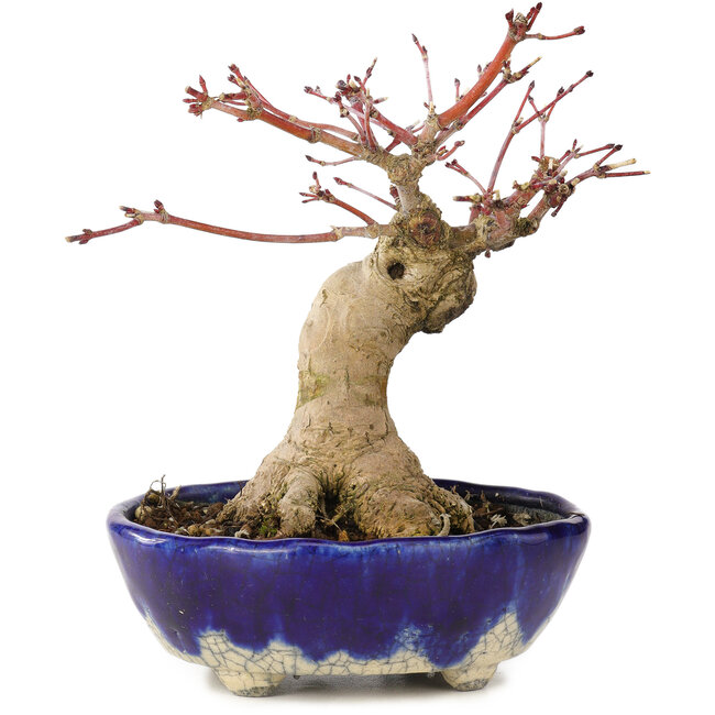 Acer palmatum, 15,5 cm, ± 15 years old, in a handmade Japanese pot by Bunzan with a nebari of 5 cm