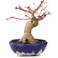 Acer palmatum, 15,5 cm, ± 15 years old, in a handmade Japanese pot by Bunzan with a nebari of 5 cm