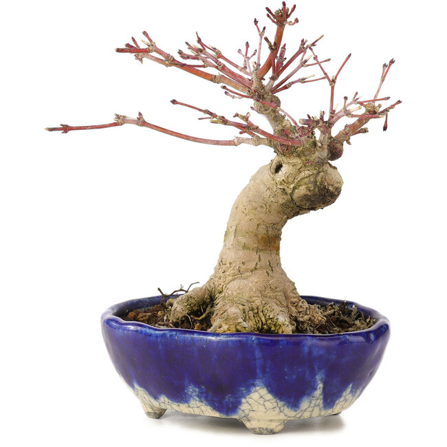 Acer palmatum, 15,5 cm, ± 15 ans, dans un pot japonais fait main par Bunzan avec un nebari de 5 cm