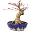 Acer palmatum, 15,5 cm, ± 15 anni, in un vaso giapponese fatto a mano da Bunzan con un nebari di 5 cm