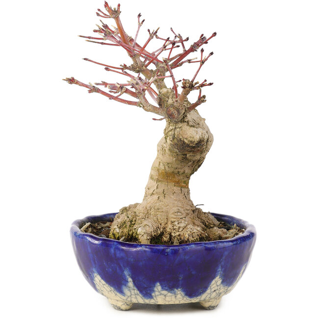 Acer palmatum, 15,5 cm, ± 15 jaar oud, in een handgemaakte Japanse pot van Bunzan met een nebari van 5 cm