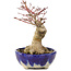 Acer palmatum, 15,5 cm, ± 15 years old, in a handmade Japanese pot by Bunzan with a nebari of 5 cm