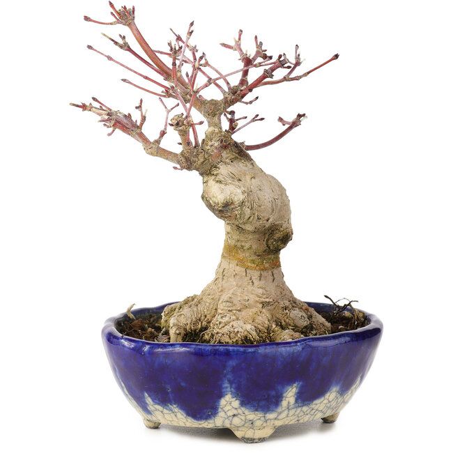 Acer palmatum, 15,5 cm, ± 15 años, en maceta japonesa hecha a mano por Bunzan con nebari de 5 cm
