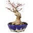 Acer palmatum, 15,5 cm, ± 15 years old, in a handmade Japanese pot by Bunzan with a nebari of 5 cm