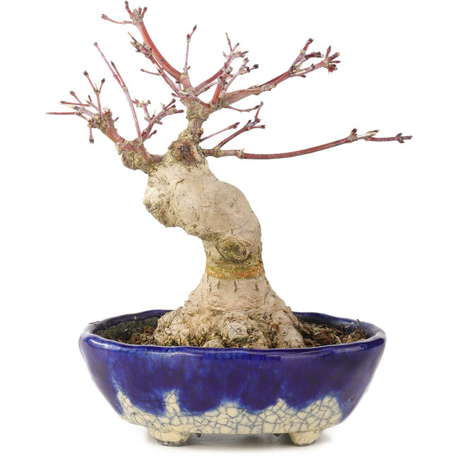 Acer palmatum, 15,5 cm, ± 15 años, en maceta japonesa hecha a mano por Bunzan con nebari de 5 cm