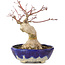 Acer palmatum, 15,5 cm, ± 15 jaar oud, in een handgemaakte Japanse pot van Bunzan met een nebari van 5 cm
