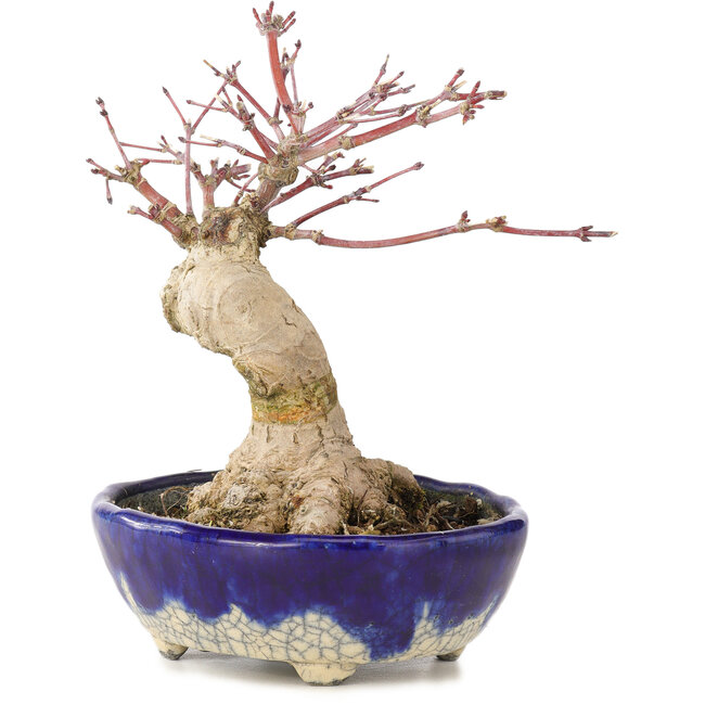 Acer palmatum, 15,5 cm, ± 15 años, en maceta japonesa hecha a mano por Bunzan con nebari de 5 cm