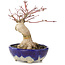 Acer palmatum, 15,5 cm, ± 15 years old, in a handmade Japanese pot by Bunzan with a nebari of 5 cm