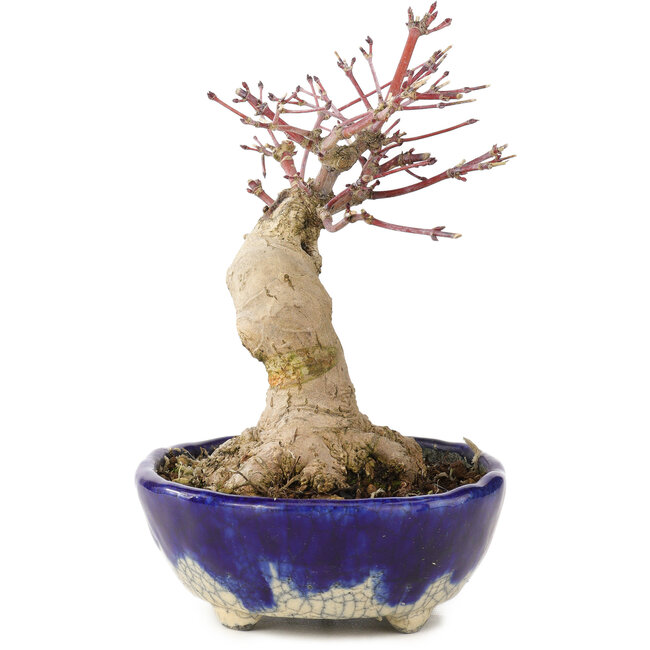 Acer palmatum, 15,5 cm, ± 15 Jahre alt, in einem handgefertigten japanischen Topf von Bunzan mit einem Nebari von 5 cm