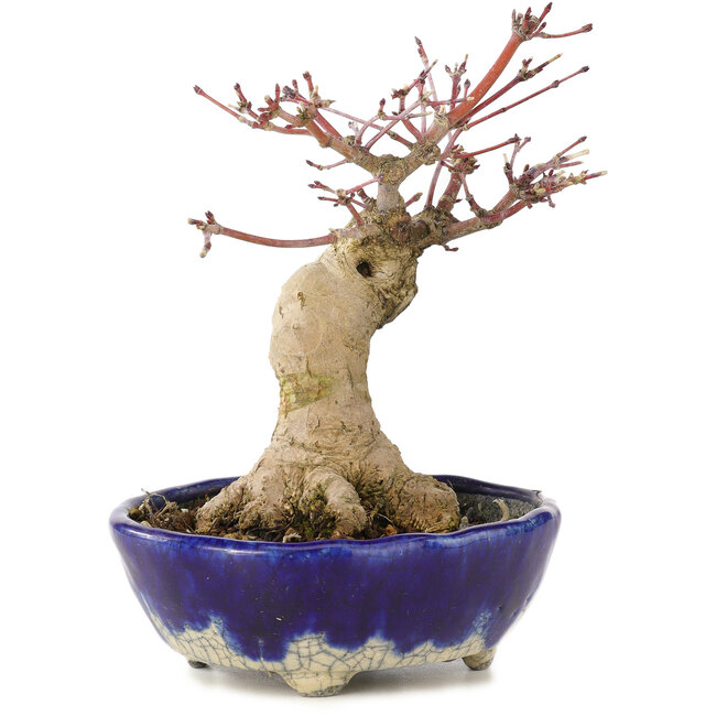 Acer palmatum, 15,5 cm, ± 15 years old, in a handmade Japanese pot by Bunzan with a nebari of 5 cm