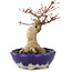 Acer palmatum, 15,5 cm, ± 15 years old, in a handmade Japanese pot by Bunzan with a nebari of 5 cm