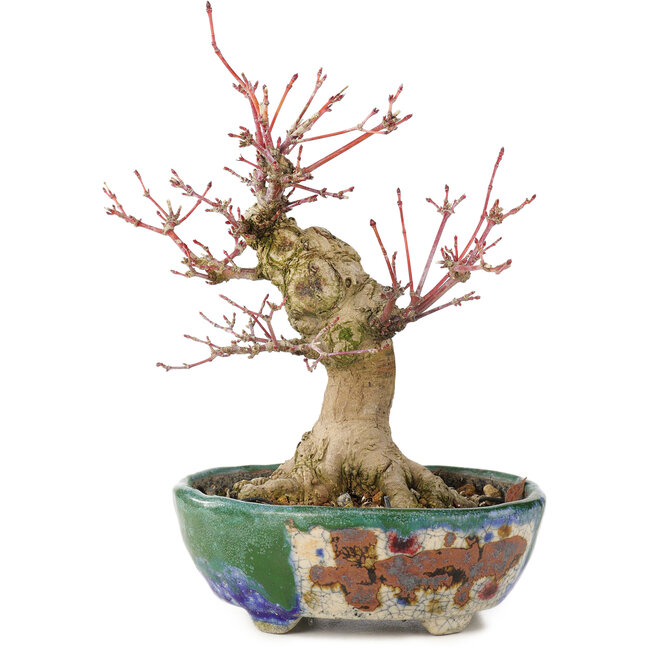 Acer palmatum, 18 cm, ± 15 Jahre alt, mit einer Nebari von 45 cm