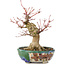 Acer palmatum, 18 cm, ± 15 anni, con un nebari di 45 cm