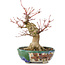 Acer palmatum, 18 cm, ± 15 jaar oud, met een nebari van 45 cm