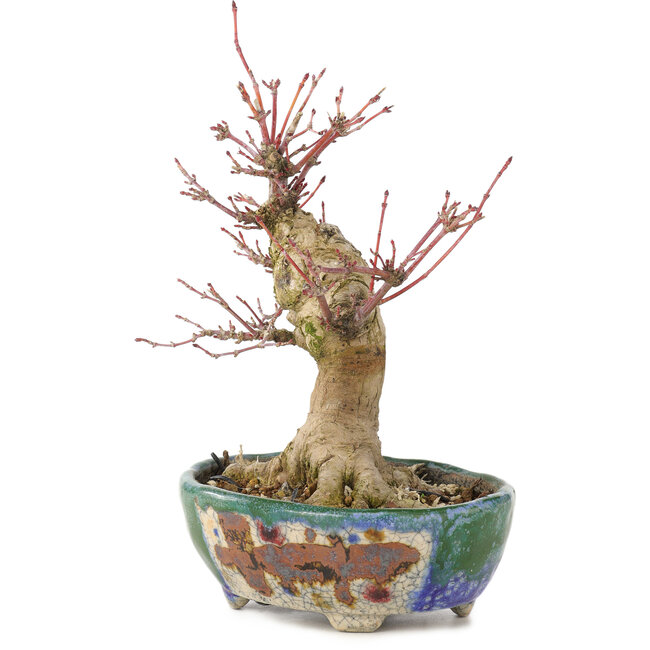 Acer palmatum, 18 cm, ± 15 anni, con un nebari di 45 cm