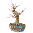 Acer palmatum, 18 cm, ± 15 ans, avec un nebari de 45 cm