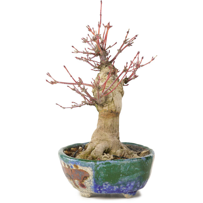 Acer palmatum, 18 cm, ± 15 anni, con un nebari di 45 cm