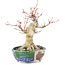 Acer palmatum, 18 cm, ± 15 ans, avec un nebari de 45 cm