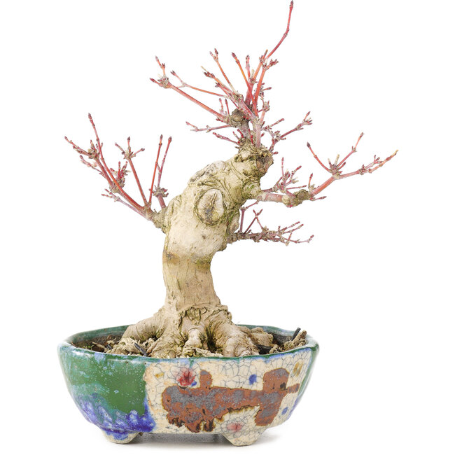 Acer palmatum, 18 cm, ± 15 ans, avec un nebari de 45 cm