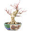 Acer palmatum, 18 cm, ± 15 ans, avec un nebari de 45 cm
