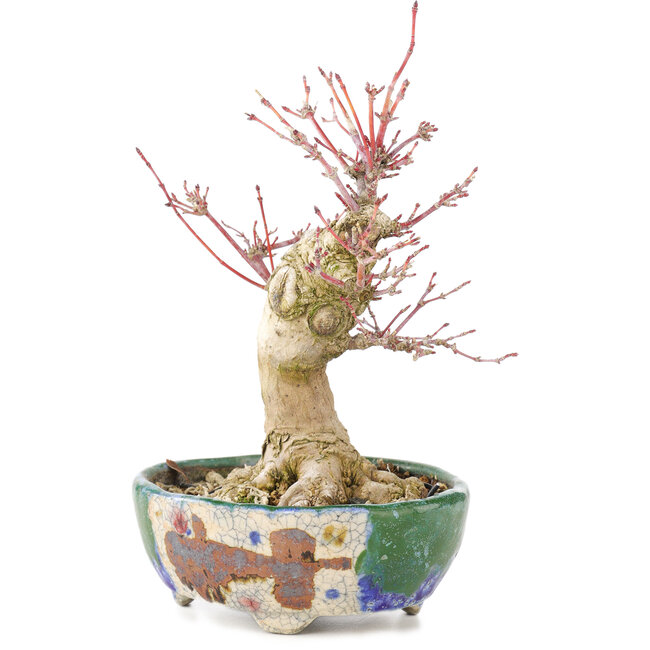 Acer palmatum, 18 cm, ± 15 anni, con un nebari di 45 cm