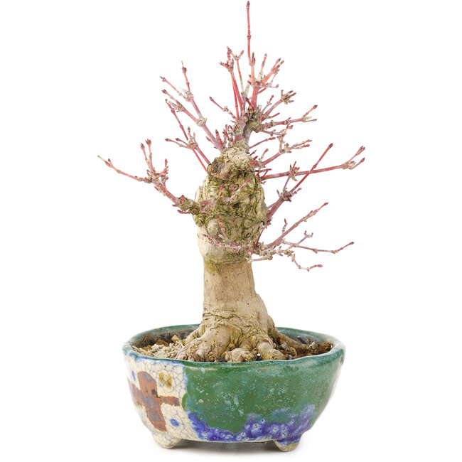 Acer palmatum, 18 cm, ± 15 Jahre alt, mit einer Nebari von 45 cm