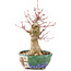 Acer palmatum, 18 cm, ± 15 ans, avec un nebari de 45 cm